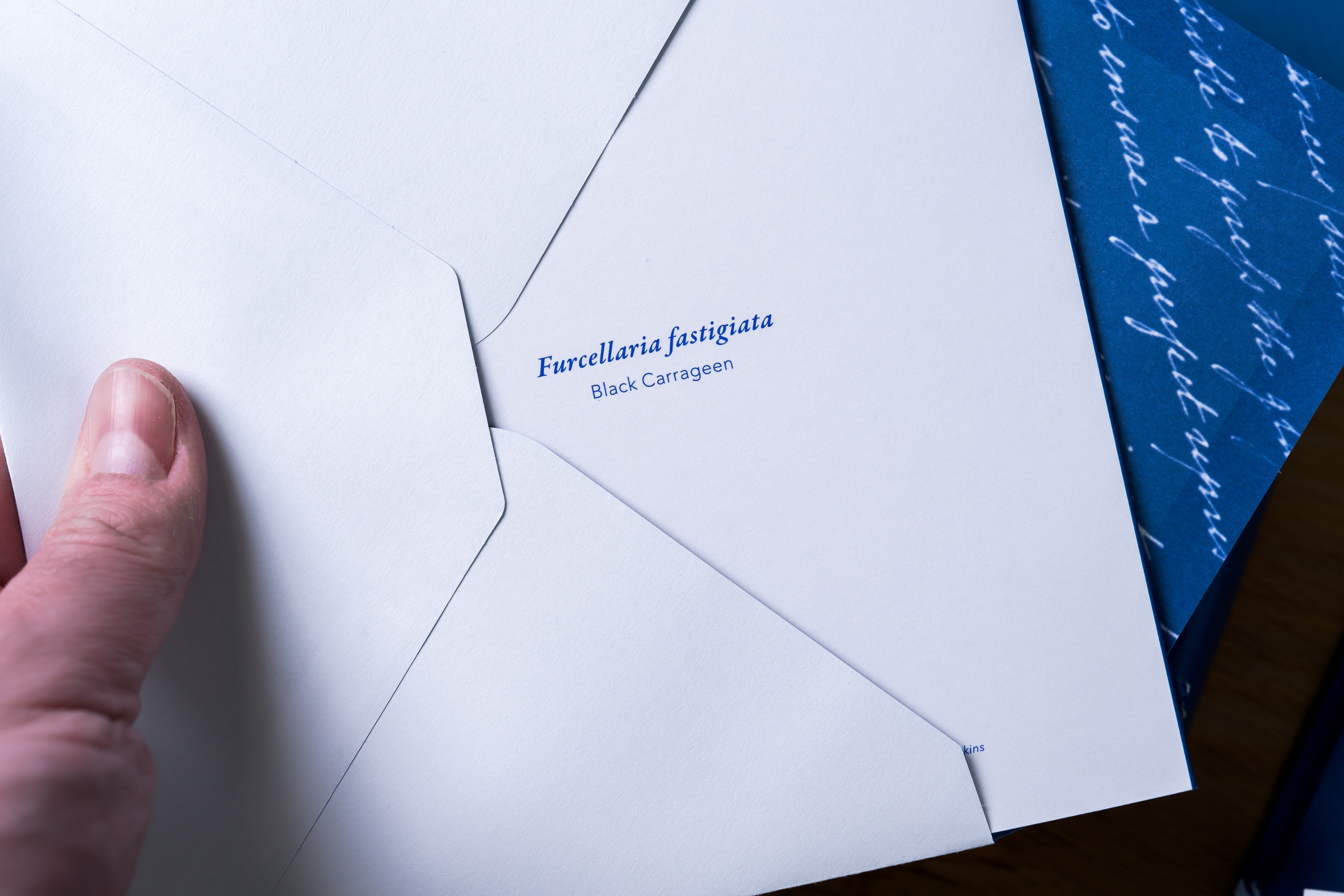 Sunprint Notecards