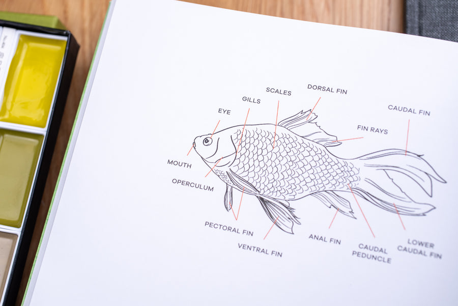 Peggy Dean's Guide to Nature Drawing and Watercolor