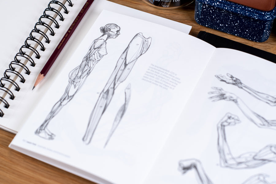 Morpho: Anatomy for Artists